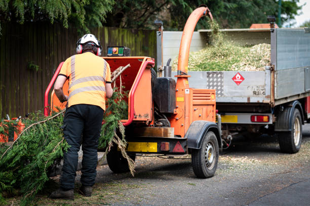 Best Palm Tree Trimming  in Swartz Creek, MI